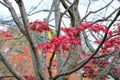 Focus red maple trees with branches and trunk against white isolated sky, maple tree lost its leaf with clear trunk in autumn Royalty Free Stock Photo