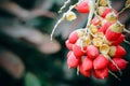 Focus of red sealing wax palm Royalty Free Stock Photo