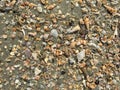Focus on the remains of marine life, sand and sea, blue sea and Royalty Free Stock Photo