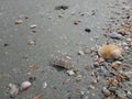 Focus on the remains of marine life, sand and sea, blue sea and Royalty Free Stock Photo