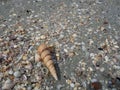 Focus on the remains of marine life, sand and sea, blue sea and Royalty Free Stock Photo