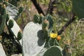 Sabra Fruits and Flowers Royalty Free Stock Photo