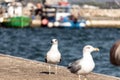 In focus seagull, with blurry background Royalty Free Stock Photo