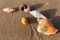 Focus of seashells on wet sand Royalty Free Stock Photo