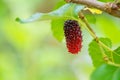 Focus select and blur fresh organic mulberries green, yellow, red unripe and black ripe berry on fruit tree mulberries branch and Royalty Free Stock Photo