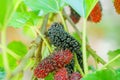 Focus select and blur fresh organic mulberries green, yellow, red unripe and black ripe berry on fruit tree mulberries branch and Royalty Free Stock Photo