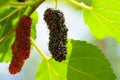 Focus select and blur fresh organic mulberries green, yellow, red unripe and black ripe berry on fruit tree mulberries branch and Royalty Free Stock Photo