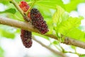 Focus select and blur fresh organic mulberries green, yellow, red unripe and black ripe berry on fruit tree mulberries branch and Royalty Free Stock Photo