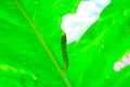 green caterpillar animal on leaf background. Royalty Free Stock Photo