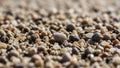Focus is shallow keeping only the nearest pebbles sharp while Royalty Free Stock Photo