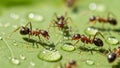 The focus is sharp on the ants with a slightly blurred green background Royalty Free Stock Photo