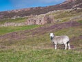 With focus on a sheep in the foreground, an abandoned, derelict farmhouse and out buildings near North Ham on Muckle Roe, Shetland
