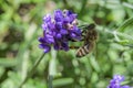Focus shot of a bee pollinating on a purple bugleweed flower.