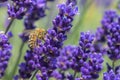 Focus shot of a bee pollinating on a purple bugleweed flower.