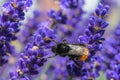 Focus shot of a bee pollinating on a purple bugleweed flower.