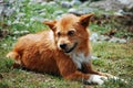 Focus shot of a ginger furred dingo laying on grass