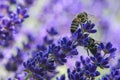 Focus shot of two bees pollinating on a purple bugleweed flower.