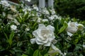 Focus on Single Gardenia Blossom on bush Royalty Free Stock Photo