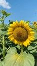 Fully grown giant sunflower in vertical format photograph