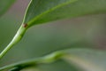 Focus on a single pest scale insect on an indoor houseplant leaf.