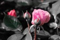 single pink rose with softly blurred buds Royalty Free Stock Photo