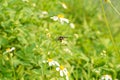 Focus on a small insect in nature that catches on a branch with white flowers and green leaves