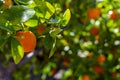 Small orange on tree branch, with blurred background Royalty Free Stock Photo