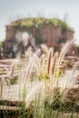 Focus Spot The beauty of the flowering grass.