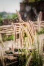 Focus Spot The beauty of the flowering grass.