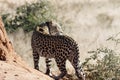 Back view of radio-collared African leopard on termite mound looking back over shoulder at Okonjima Nature Reserve, Namibia