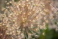 Focus stack detail of Allium Globemaster flower with blurred background Royalty Free Stock Photo