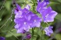 Focus stack detail of campanula persicifolia flower with blurred background