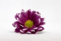 Focus Stacked Gerbera Germini flower isolated on a white background Royalty Free Stock Photo
