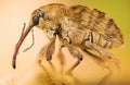 Acorn Weevil, Curculio glandium, Nut Weevil , Curculio nucum Royalty Free Stock Photo