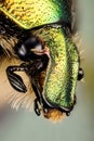 Beetle - Rose Chafer, Cetonia aurata