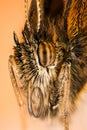 Gatekeeper, Hedge Brown, Pyronia tithonus