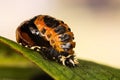 Close-up macro shot of Ladybird Beetle Pupa Royalty Free Stock Photo