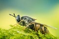 Clubbed General Soldierfly, Stratiomys chamaeleon, Fly, Flies