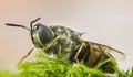 Clubbed General Soldierfly, Stratiomys chamaeleon, Fly, Flies