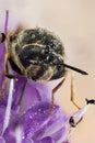 Clubbed General Soldierfly, Stratiomys chamaeleon, Fly, Flies