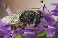 Clubbed General Soldierfly, Stratiomys chamaeleon, Fly, Flies