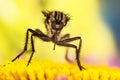 Empis livida, Dance fly Royalty Free Stock Photo
