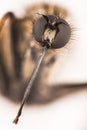 Empis tessellate, Dance fly, Fly Royalty Free Stock Photo