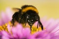 Garden Bumblebee, Bumblebee, Bombus hortorum