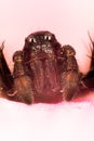 Giant House Spider, House Spider, Eratigena atrica