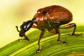 Hazel Leaf-roller, Hazel Leaf-rolling Weevil, Apoderus coryli, Attelabidae Royalty Free Stock Photo