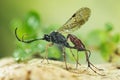 Ichneumon Wasp, Cryptus albitarsis, Wasp Royalty Free Stock Photo