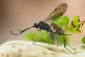 Ichneumon Wasp, Cryptus albitarsis, Wasp Royalty Free Stock Photo