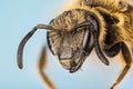 Ivy Bee, Bee, Colletes hederae Royalty Free Stock Photo