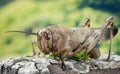 Migratory Locust, Locust, Locusta migratoria Royalty Free Stock Photo